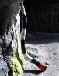 Didgeridoo 2